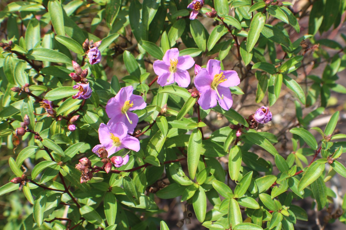 Osbeckia aspera Blume